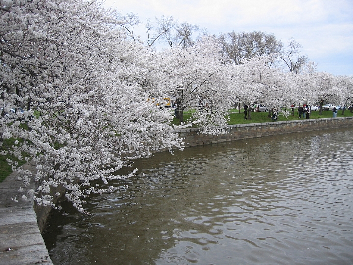 10 Cherry blossoms, Tidal basin.jpg